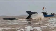 抹香鲸搁浅能活多久？搁浅原因是什么