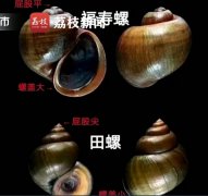 福寿螺和田螺的区别，福寿螺到底能不能吃？