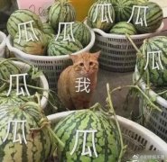 瓜田里的猹是什么梗？表情包来了