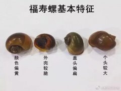 福寿螺为什么不能吃？福寿螺的危害吓你一跳（吃了后症状）