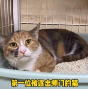 三号楼什么梗？3号楼代表养不熟没有猫德的小猫