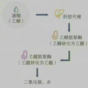 喝酒后多久能开车？交管部门实验数据来了