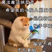 转阴小猫表情包图片，转阴小猫什么梗？