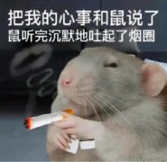 鼠鼠文学是什么意思梗？鼠鼠文学表情包