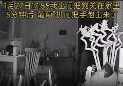 郑州葡萄拉布拉多事件始末，最新进展如何？