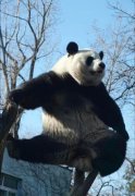大熊猫萌兰为什么叫西直门三太子