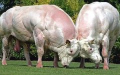 比利时蓝牛是怎么培育出来的？比利时蓝牛的特点揭秘
