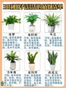 室内好养活的植物有哪些，给大家分享36种